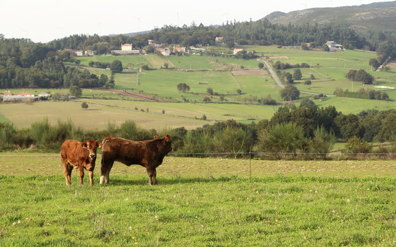 caws in the meadow