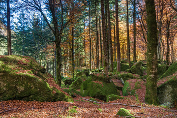 bosco in autunno - Valmasino - Italy