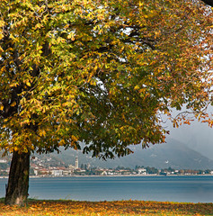 albero in autunno sul lago di Como - Gravedona - Italy