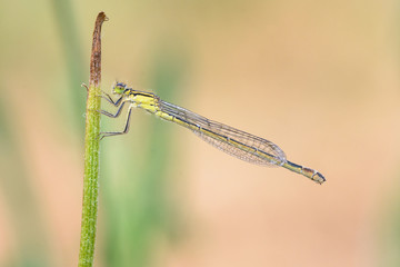 Pechlibelle