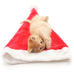 Obraz na płótnie Canvas Kitten on Christmas hat.