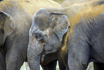 Fototapeta premium Elephants 