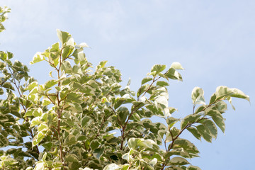 group of green leaf and sky,cloud and blue sky,green leaf from garden,green leaf make oxygen,copy space.