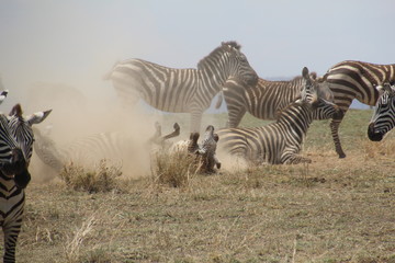 Obraz na płótnie Canvas Zebra playing