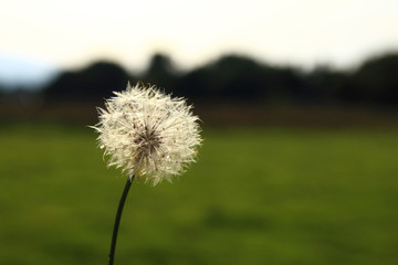 dandelion in the field