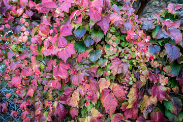 Herbstliche Blätter am Zaun