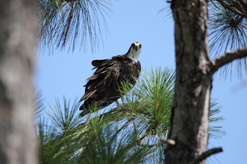 Osprey