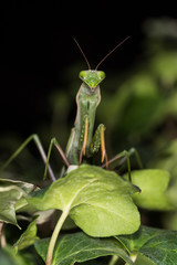 Macro di mantide religiosa