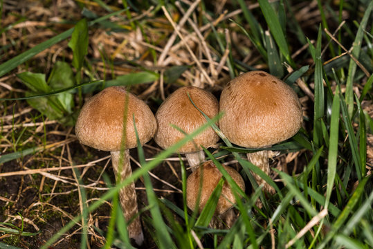 Funghi in giardino