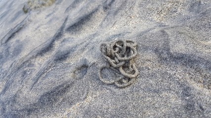 Strand - Küste - Wattwurm 