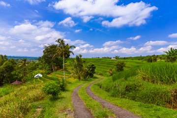 Rice fields - Bali island Indonesia