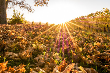 Weinberge im Herbst