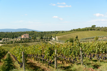 Fototapeta na wymiar Weinernte auf Weingut in der Toskana im Chiantigebiet