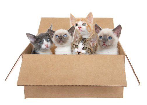 Five assorted kittens in a brown box looking up, isolated on a white background. Kitten season, kittens for sale and or free to good home