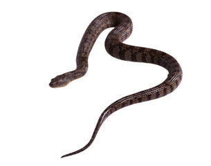 Watersnake Nerodia rhombifer isolated
