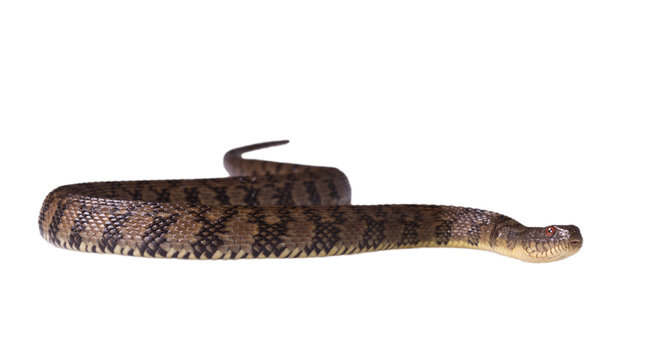 Watersnake Nerodia rhombifer isolated