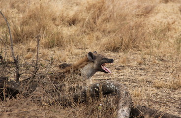 Hyena