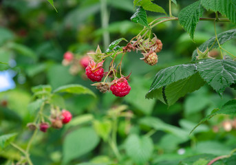 ripe red raspberries on the bush