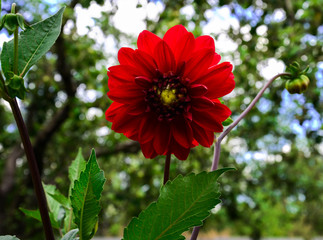 red flower dahlia