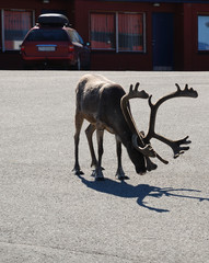 Reindeer in asphalt road of Norwegian town.