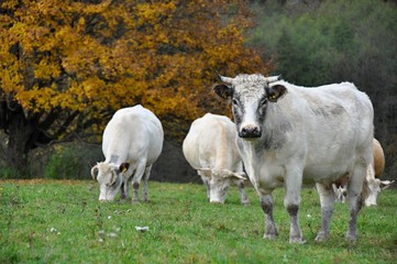 Obraz premium cows in the meadow