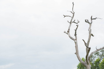 Fototapeta na wymiar Dead tree with sky background.