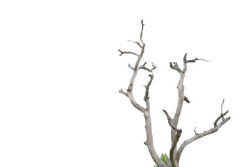 Dead tree with sky background.