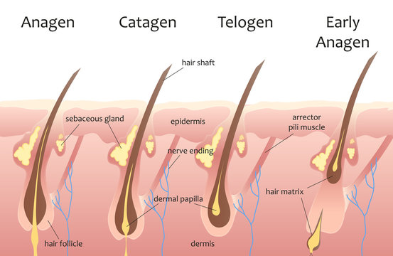 The Hair Growth Cycle and the best time for laser hair removal treatment