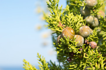 Savin juniper (Juniperus sabina)