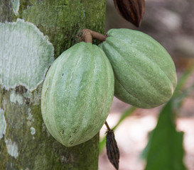 Cocoa nut tree