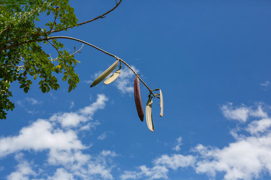 Oroxylum indicum on tree,sunlight  and blue sky,Thailand