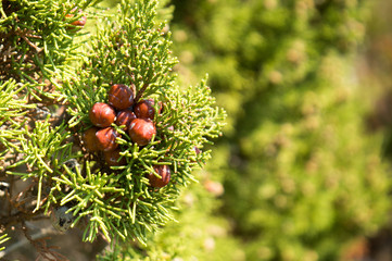 Savin juniper (Juniperus sabina)