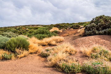 Volcanic landscape with sparse vegetation, Teide National park, Tenerife, Spain
