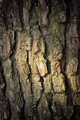 The bark of the tree