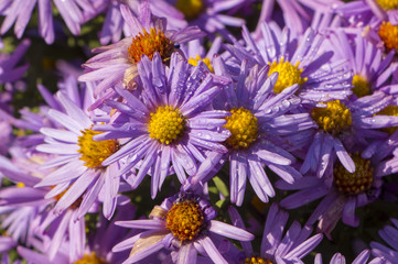 Obraz premium The Flowers, chrysanthemum flowers wallpaper background.