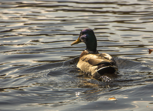 an image of a nice mallard in the lake starnberg.bird,.