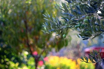 Crédence de cuisine en verre imprimé Olivier Olive on a tree in a garden. Selective focus, beautiful colourful bokeh. 