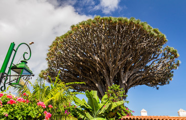 Famous Dragon Tree Drago Milenario in Icod de los Vinos, Tenerife, Canary Islands, Spain. UNESCO World Heritage Site