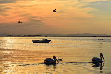 Fishing boat on the sea at sunset. Pelicans swimming and seagulls flying on the sea.