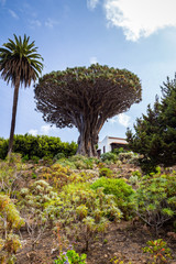 Famous Dragon Tree Drago Milenario in Icod de los Vinos, Tenerife, Canary Islands, Spain. UNESCO World Heritage Site