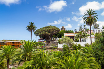 Millennial Drago tree at Icod de los Vinos, Tenerife Island , Spain