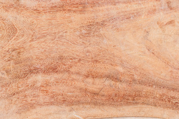 texture of bark wood use as natural background