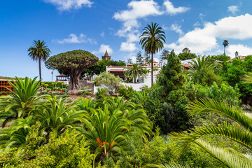 Fototapeta na wymiar Famous Dragon Tree Drago Milenario in Icod de los Vinos, Tenerife, Canary Islands, Spain. UNESCO World Heritage Site