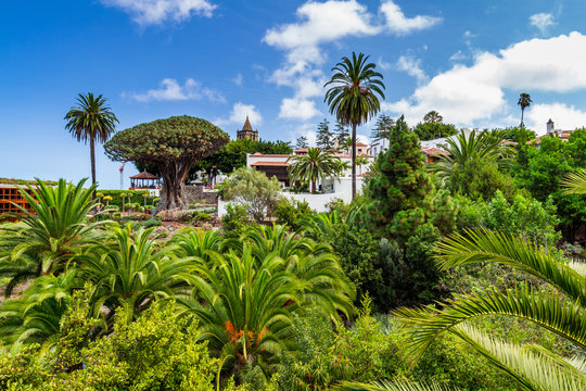 Famous Dragon Tree Drago Milenario in Icod de los Vinos, Tenerife, Canary Islands, Spain. UNESCO World Heritage Site