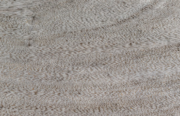 texture of bark wood use as natural background