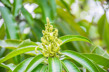 mango flower