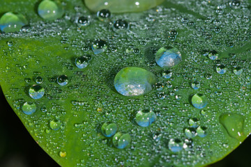 Macro water beads on Elephant Ear leaf.  