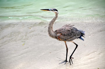 Heron Bird