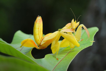 Yellow Orchid Preying Mantis in Thailand.