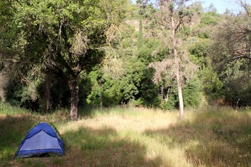 Tent in a Forest Clearing